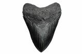 Fossil Megalodon Tooth - South Carolina #380125-1